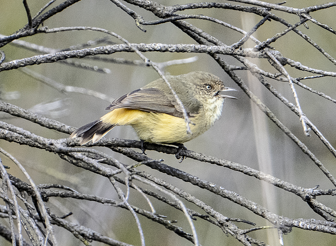 Yellow-rumped thornbill With attitude ! Acanthiza chrysorrhoa,Australia,Fall,Geotagged,Yellow-rumped thornbill