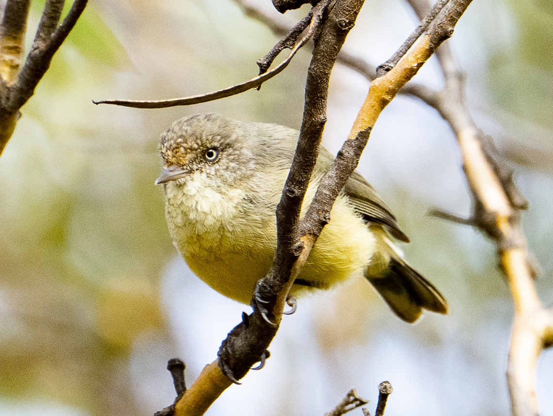 Yellow-rumped thornbill  Acanthiza chrysorrhoa,Australia,Fall,Geotagged,Yellow-rumped thornbill