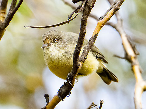 Yellow-rumped thornbill  Acanthiza chrysorrhoa,Australia,Fall,Geotagged,Yellow-rumped thornbill