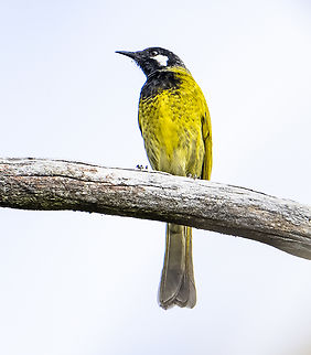 White-cheeked honeyeater  Australia,Fall,Geotagged,Nesoptilotis leucotis,Phylidonyris niger,White-cheeked honeyeater,White-eared honeyeater