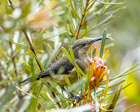 Eastern spinebill - Female  Acanthorhynchus tenuirostris,Australia,Eastern spinebill,Fall,Geotagged