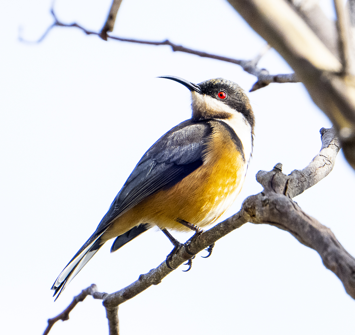 Eastern spinebill - Male  Acanthorhynchus tenuirostris,Australia,Eastern spinebill,Fall,Geotagged