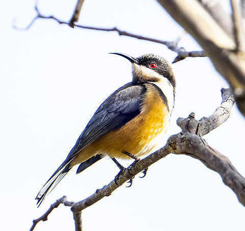 Eastern spinebill - Male  Acanthorhynchus tenuirostris,Australia,Eastern spinebill,Fall,Geotagged