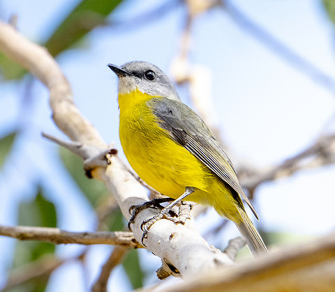 Eastern Yellow Robin  Australia,Eastern Yellow Robin,Eopsaltria australis,Fall,Geotagged