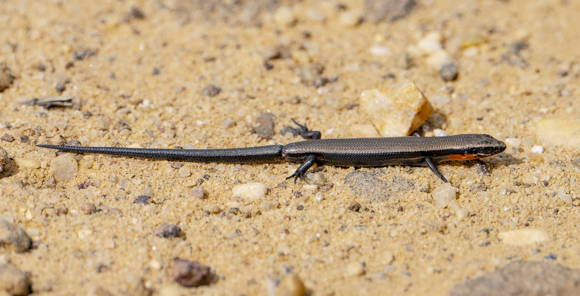 Red-throated skink - Acritoscincus platynota About to lose its tail ? Acritoscincus platynotus,Australia,Fall,Geotagged,Red-throated cool-skink