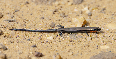 Red-throated skink - Acritoscincus platynota About to lose its tail ? Acritoscincus platynotus,Australia,Fall,Geotagged,Red-throated cool-skink