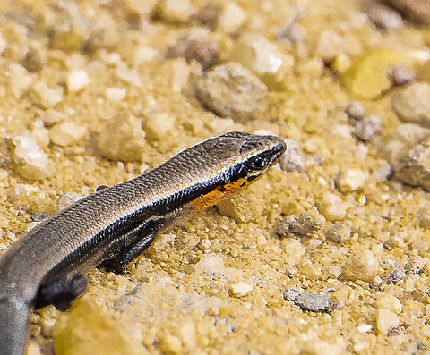 Red-throated skink - Acritoscincus platynota  Acritoscincus platynotus,Australia,Fall,Geotagged,Red-throated cool-skink