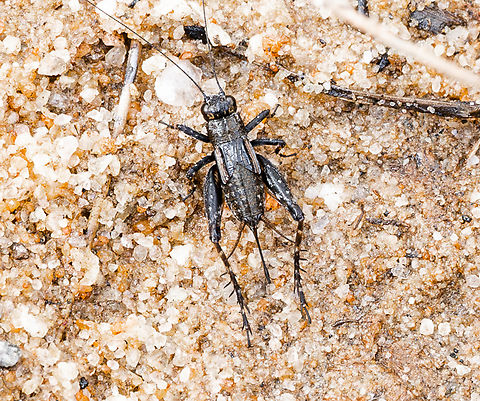 Sand Cricket ?  Australia,Fall,Geotagged