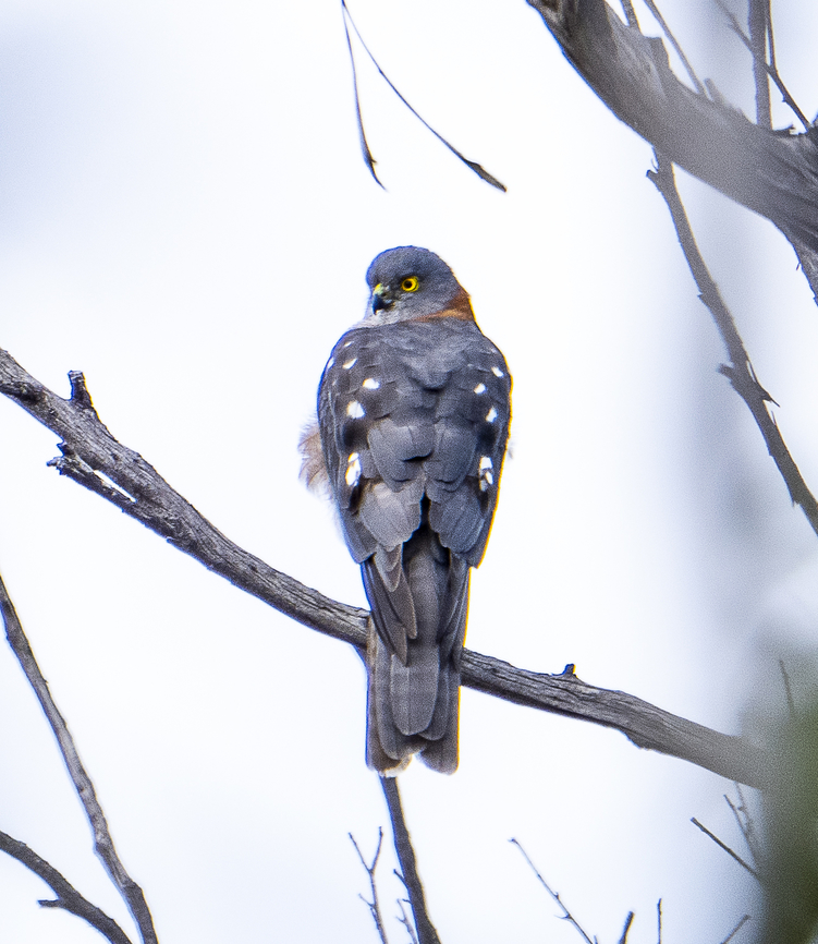 Collared sparrowhawk A long distance shot through trees - but a first for me Accipiter cirrocephalus,Australia,Collared sparrowhawk,Fall,Geotagged