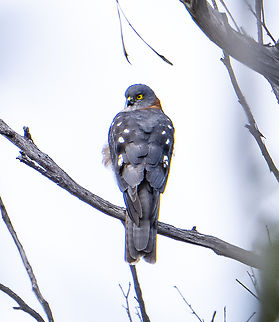 Collared sparrowhawk A long distance shot through trees - but a first for me Accipiter cirrocephalus,Australia,Collared sparrowhawk,Fall,Geotagged