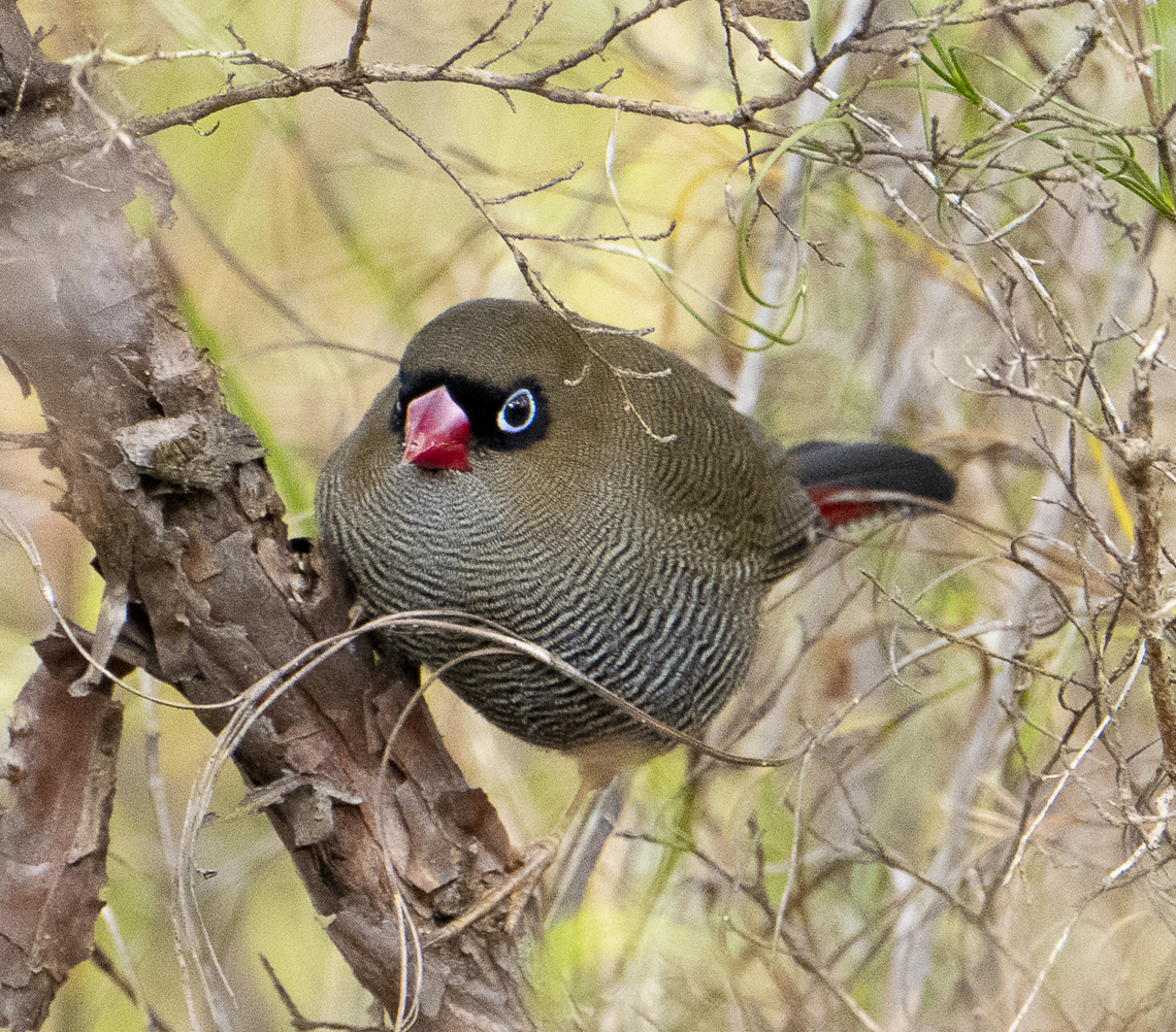 Beautiful firetail  -  Stagonopleura bella  Australia,Beautiful firetail,Fall,Geotagged,Stagonopleura bella
