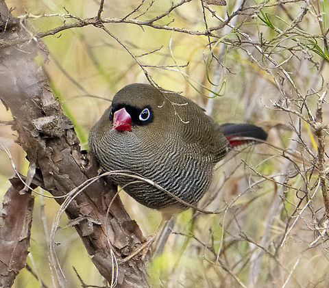 Beautiful firetail  -  Stagonopleura bella  Australia,Beautiful firetail,Fall,Geotagged,Stagonopleura bella