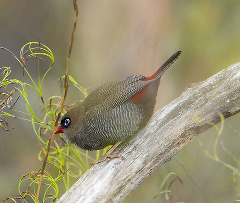 Stagonopleura bella - Beautiful firetail  Australia,Beautiful firetail,Fall,Geotagged,Stagonopleura bella