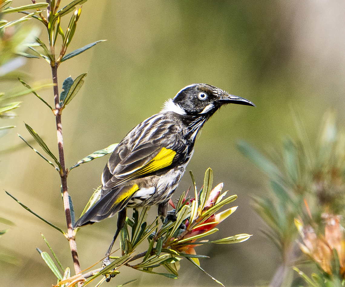 New Holland Honeyeater  Australia,Fall,Geotagged,New Holland honeyeater,Phylidonyris novaehollandiae