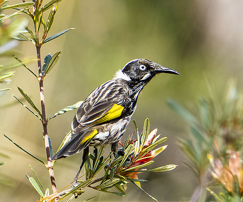 New Holland Honeyeater  Australia,Fall,Geotagged,New Holland honeyeater,Phylidonyris novaehollandiae
