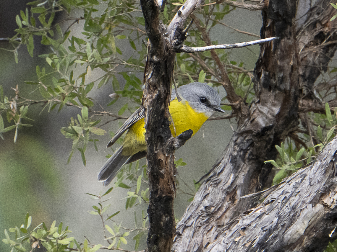 Eastern Yellow Robin Couldn&#039;t help it - so cute Australia,Eastern Yellow Robin,Eopsaltria australis,Fall,Geotagged