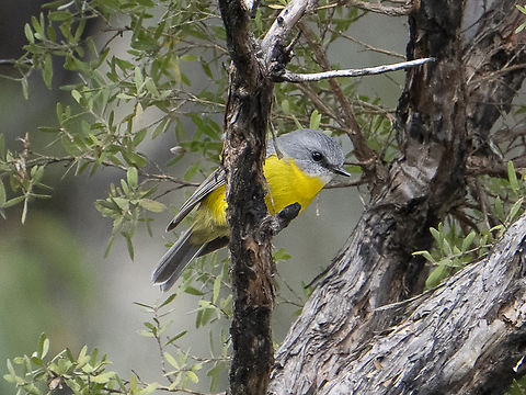 Eastern Yellow Robin Couldn't help it - so cute Australia,Eastern Yellow Robin,Eopsaltria australis,Fall,Geotagged