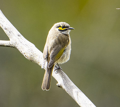 Yellow-faced honeyeater  Australia,Caligavis chrysops,Fall,Geotagged,Yellow-faced honeyeater