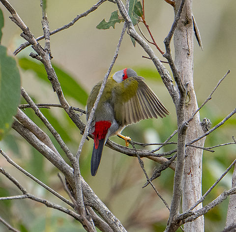 Please don't photograph me.      Red-browed finch  Australia,Fall,Geotagged,Neochmia temporalis,Red-browed finch