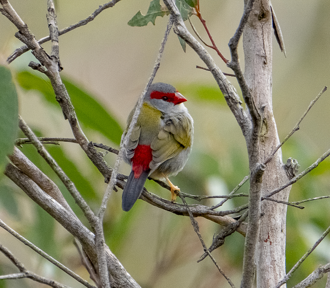 You never listen!   Red-browed finch  Australia,Fall,Geotagged,Neochmia temporalis,Red-browed finch