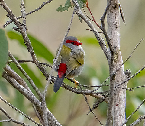 You never listen!   Red-browed finch  Australia,Fall,Geotagged,Neochmia temporalis,Red-browed finch