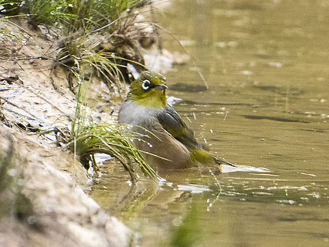 Silvereye bathing Not crisp but clean Silvereye,Zosterops lateralis