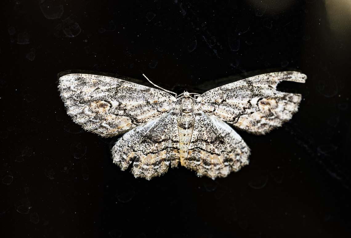 Geometer moth  Australia,Fall,Geotagged