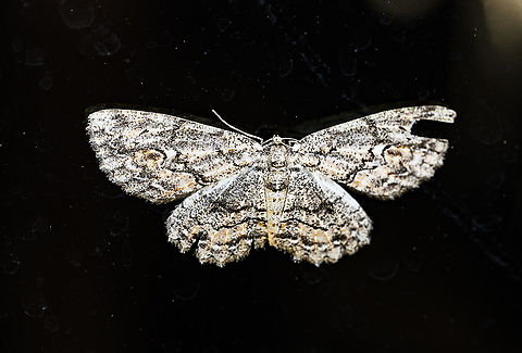 Geometer moth  Australia,Fall,Geotagged