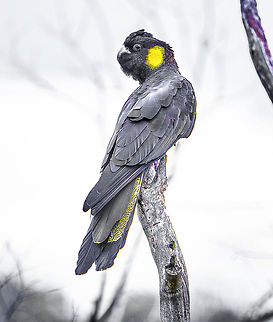 Yellow-tailed Black Cockatoo Another Perspective Australia,Calyptorhynchus funereus,Fall,Geotagged,Yellow-tailed black cockatoo