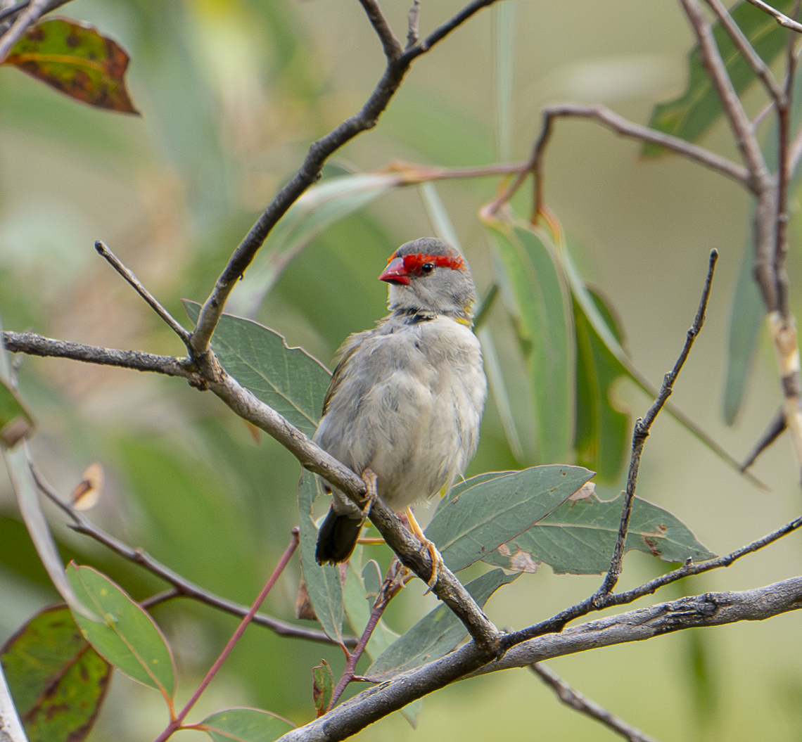 Red-browed finch The fluff of youth Australia,Fall,Geotagged,Neochmia temporalis,Red-browed finch