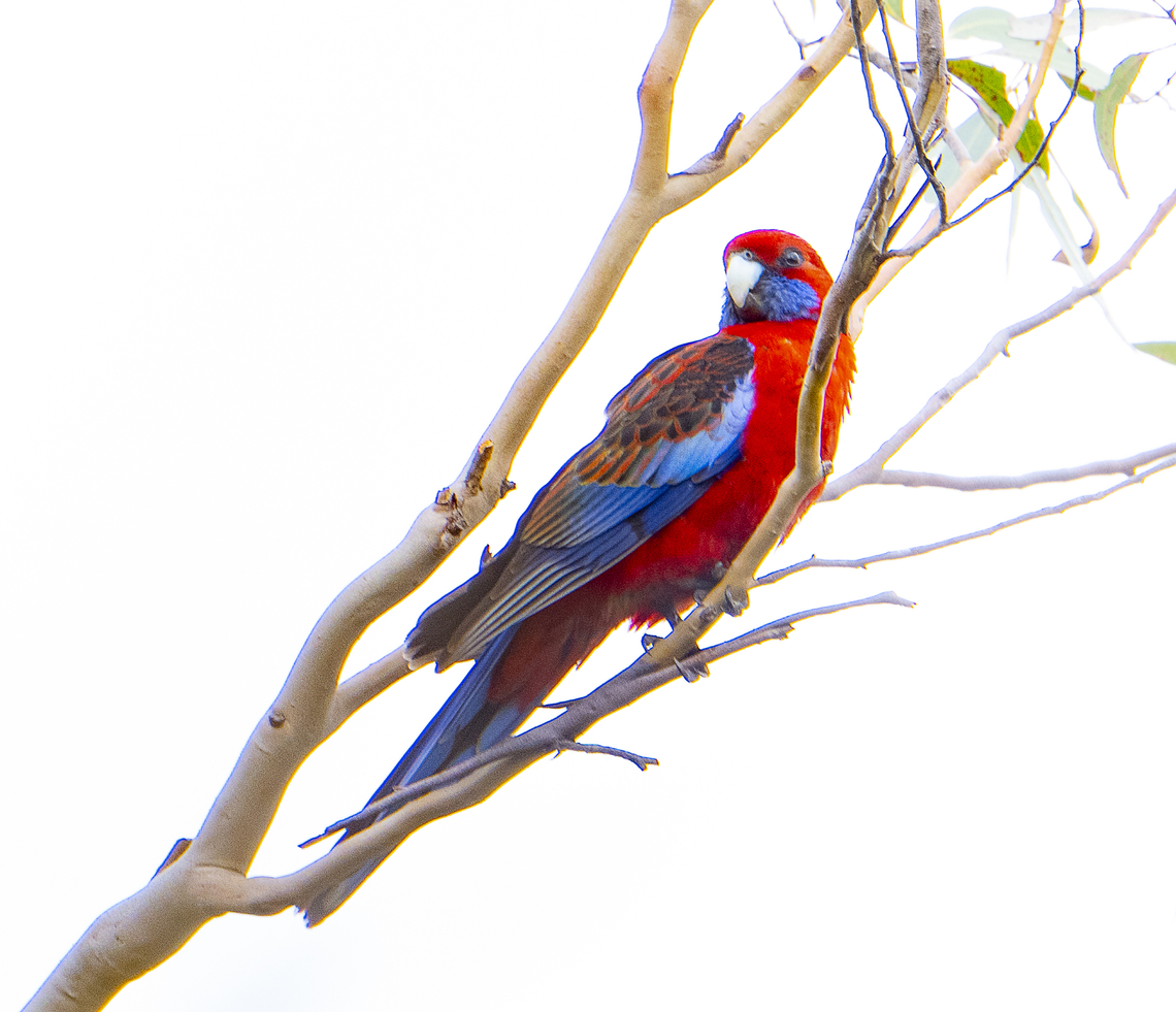 Crimson Rosella An old favourite Australia,Crimson rosella,Fall,Geotagged,Platycercus elegans