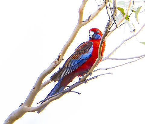 Crimson Rosella An old favourite Australia,Crimson rosella,Fall,Geotagged,Platycercus elegans