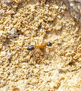 Camponotus consobrinus - Banded Sugar Ant  Australia,Banded sugar ant,Camponotus consobrinus,Fall,Geotagged