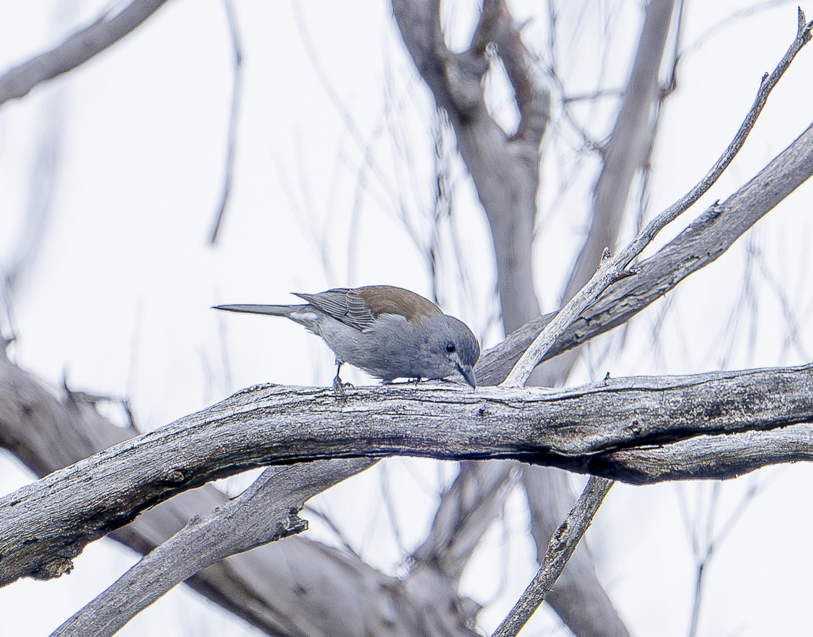 Grey shrike thrush Hazy but healthy Australia,Colluricincla harmonica,Fall,Geotagged,Grey shrike-thrush