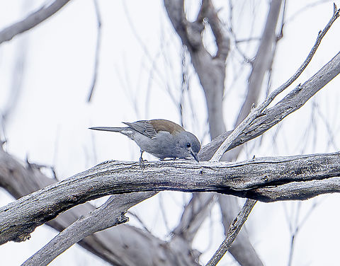 Grey shrike thrush Hazy but healthy Australia,Colluricincla harmonica,Fall,Geotagged,Grey shrike-thrush