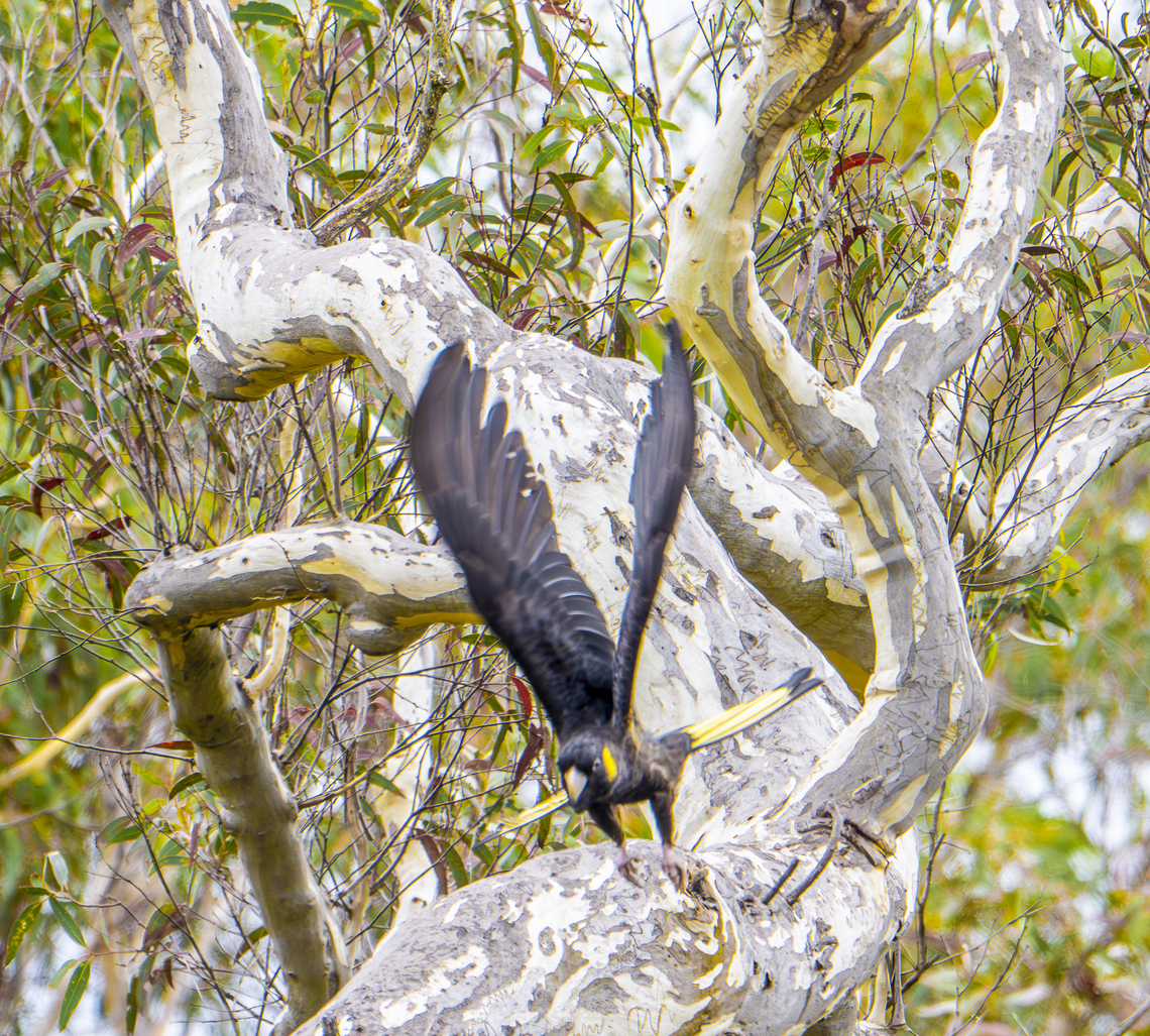 Yellow-tailed black cockatoo Included to show wingspan Australia,Calyptorhynchus funereus,Fall,Geotagged,Yellow-tailed black cockatoo