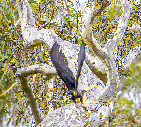 Yellow-tailed black cockatoo Included to show wingspan Australia,Calyptorhynchus funereus,Fall,Geotagged,Yellow-tailed black cockatoo