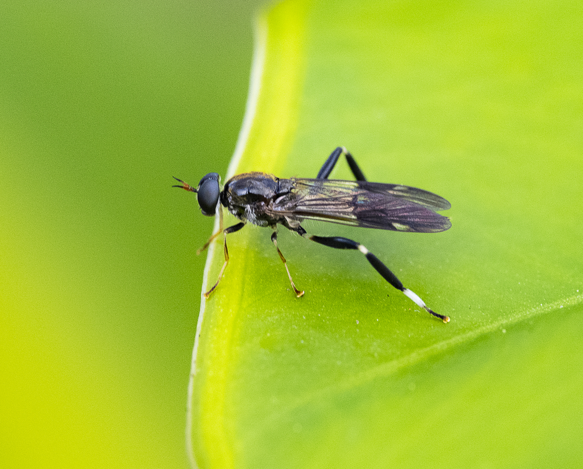 Exaireta spinigera Blue soldier fly Australia,Exaireta spinigera,Fall,Garden soldier fly,Geotagged