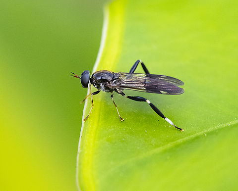 Exaireta spinigera Blue soldier fly Australia,Exaireta spinigera,Fall,Garden soldier fly,Geotagged