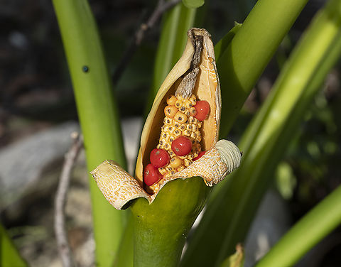 Alocasia odora - Night-Scented Lily A garden plant - but interesting methinks Alocasia odora,Australia,Fall,Geotagged