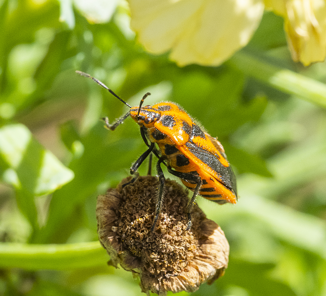 Horehound bug - Agonoscelis rutila  Agonoscelis rutila,Australia,Fall,Geotagged,Horehound bug