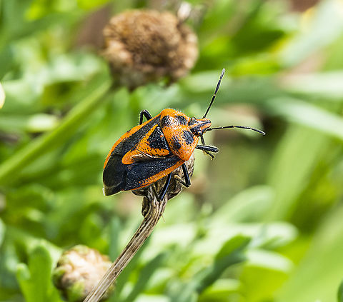Agonoscelis rutila - Horehound Bug  Agonoscelis rutila,Australia,Fall,Geotagged,Horehound bug