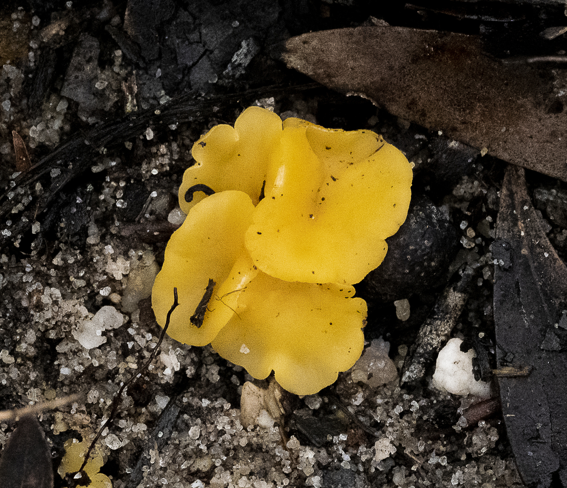 Witch's butter. Tremella mesenterica  Australia,Fall,Geotagged,Tremella mesenterica,Witch's Butter