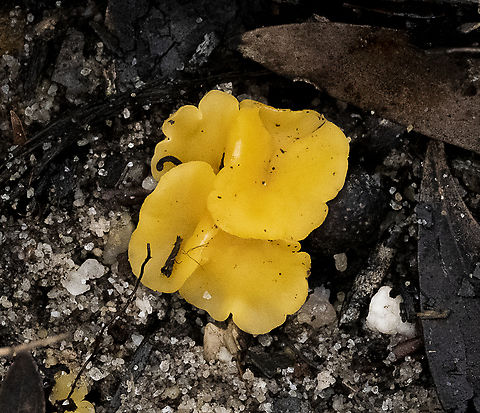 Witch's butter. Tremella mesenterica  Australia,Fall,Geotagged,Tremella mesenterica,Witch's Butter