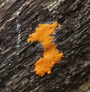 Fusicolla Orange Slime  Australia,Fall,Geotagged