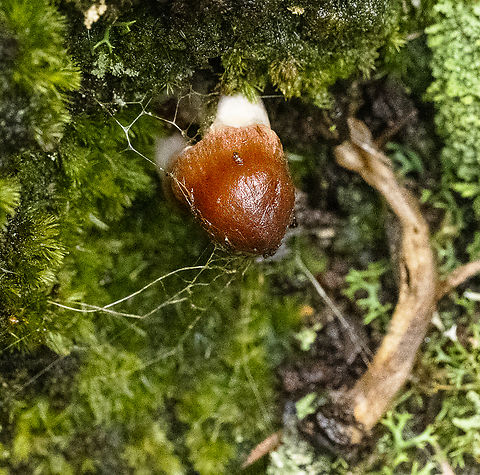 Red/bronze fungus  Australia,Fall,Geotagged