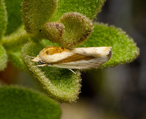 Earias huegeliana A rough bollworm Australia,Earias perhuegeli,Fall,Geotagged