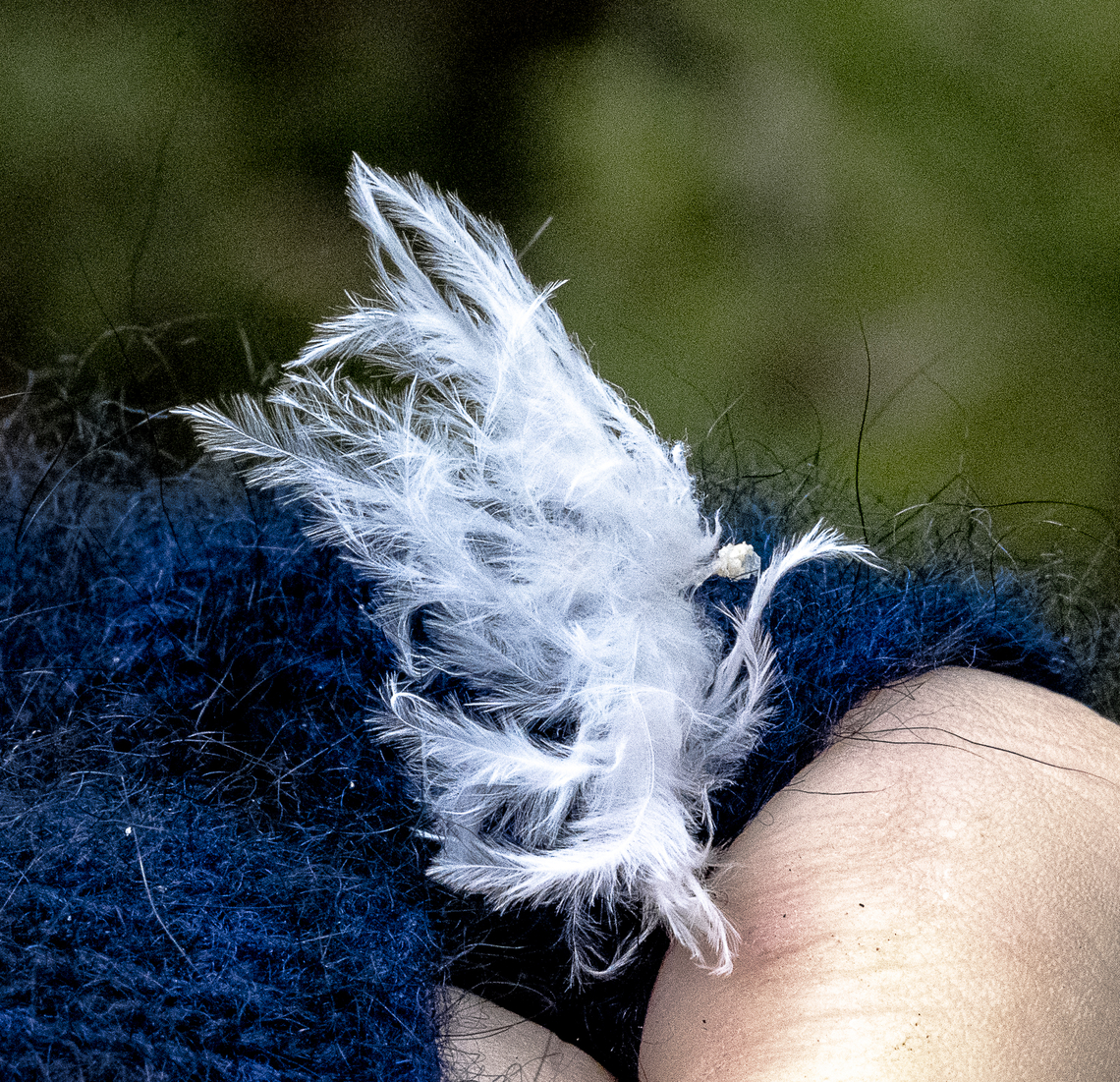 Feather like I see fairy-like insects darting up and down and they appear to be attached to the above which was discarded on a bush.  Australia,Fall,Geotagged