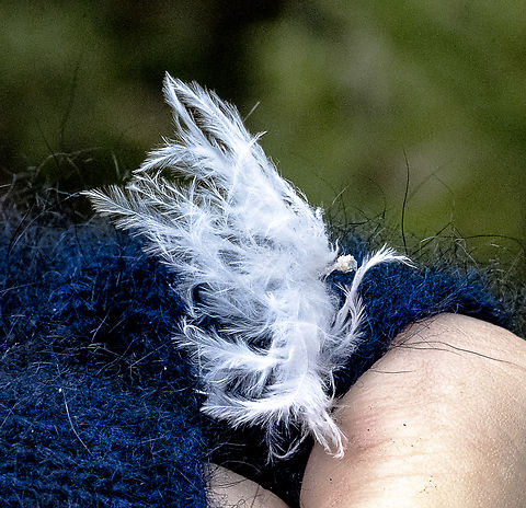 Feather like I see fairy-like insects darting up and down and they appear to be attached to the above which was discarded on a bush.  Australia,Fall,Geotagged