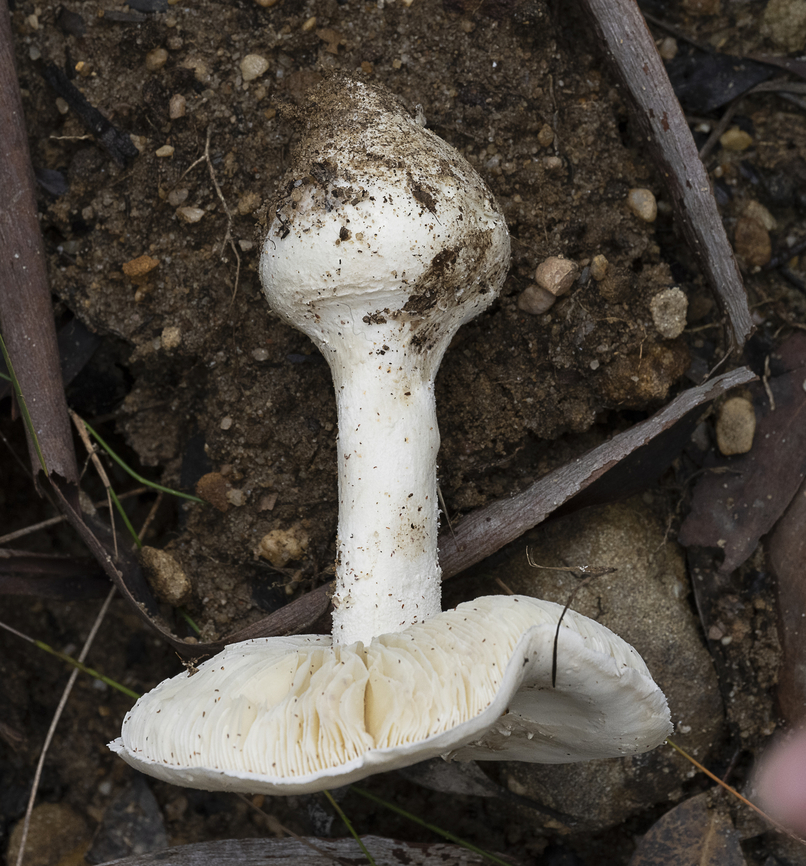 Bulbous base on mushroom - Amanita sp?  Australia,Fall,Geotagged